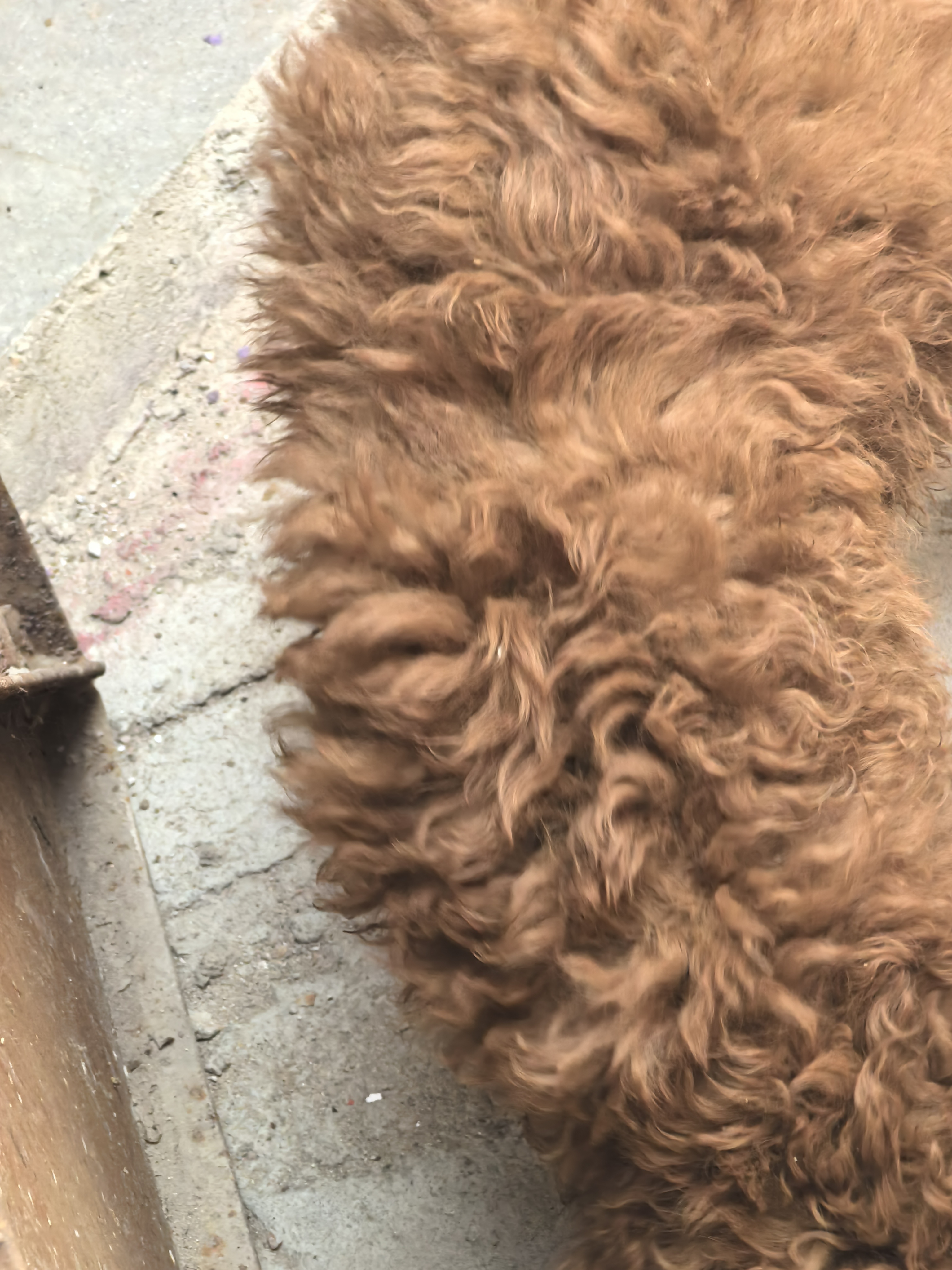 极品红色巨贵犬